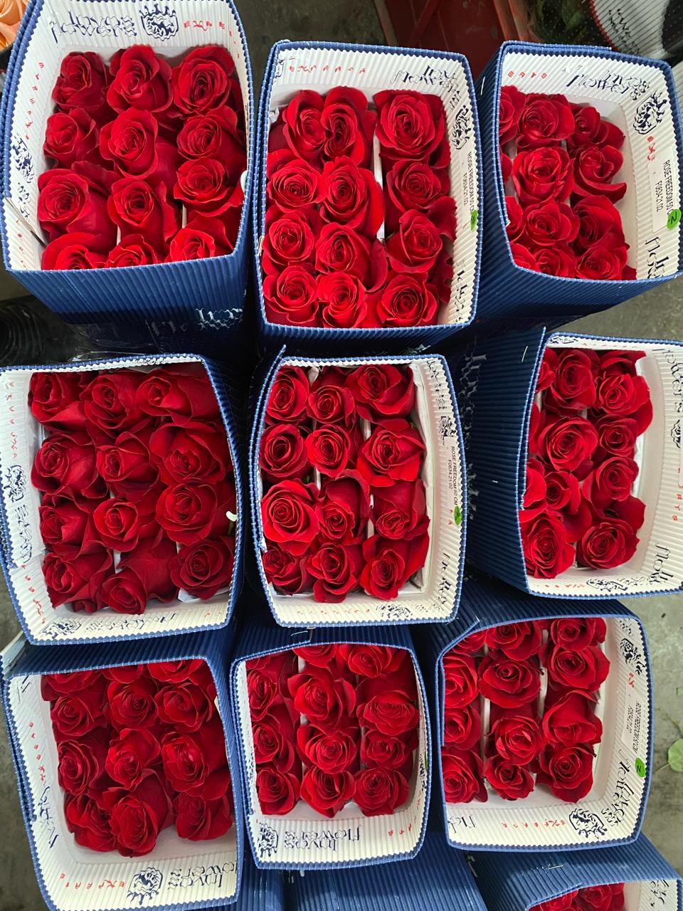 Caixas com rosas vermelhas frescas selecionadas para os buquês da Casa Jardim